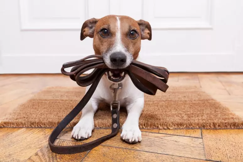 Como escolher a melhor coleira e guia para seu cachorro: Guia Completo para Donos de Pets