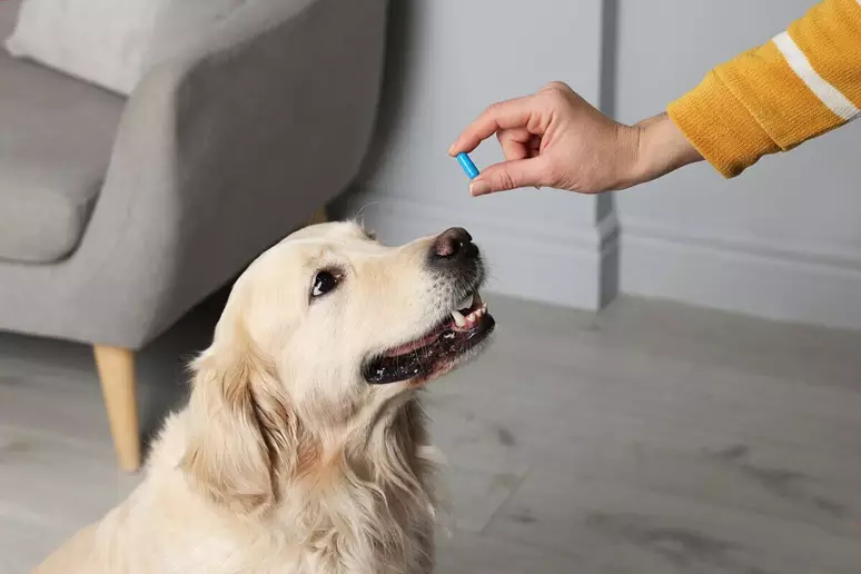 Dicas Eficazes para Evitar Pulgas e Carrapatos em Seu Cachorro