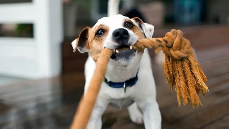 A importância da brincadeira na vida do seu cachorro para saúde e bem-estar