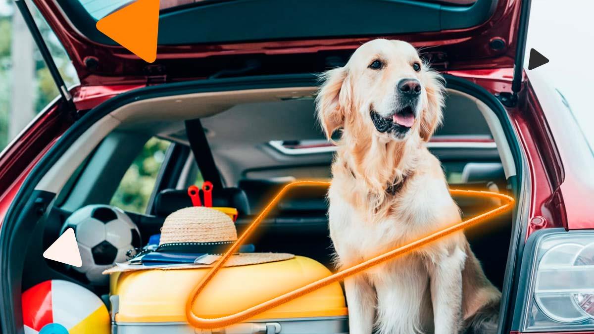 Dicas essenciais para viajar de forma segura com seu cachorro