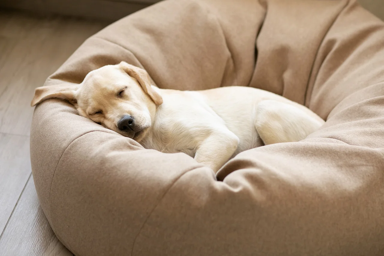 Como Escolher a Melhor Cama para Seu Cachorro: Guia Completo