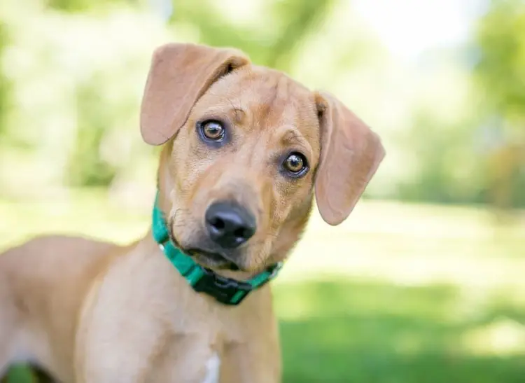 Como Interpretar a Linguagem Corporal do Seu Cachorro: Guia Completo para Donos de Pets