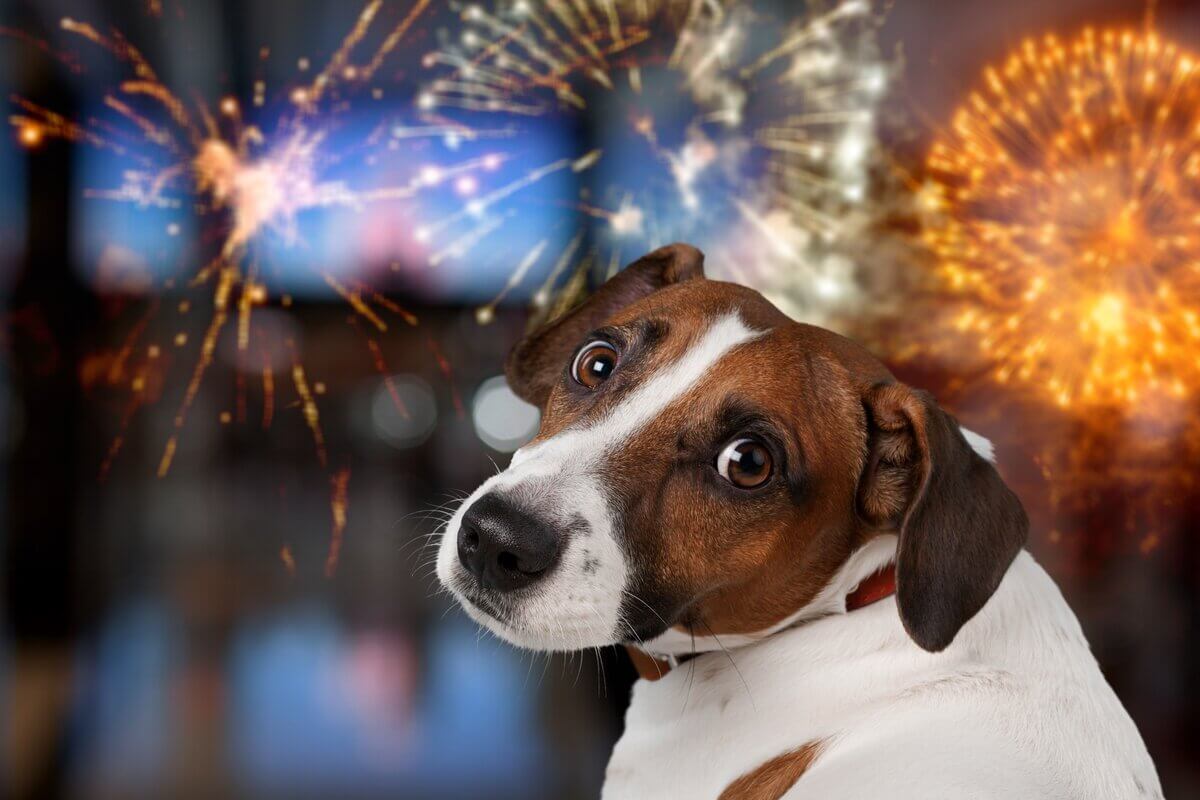 10 Dicas para manter seu cachorro calmo durante fogos de artifício