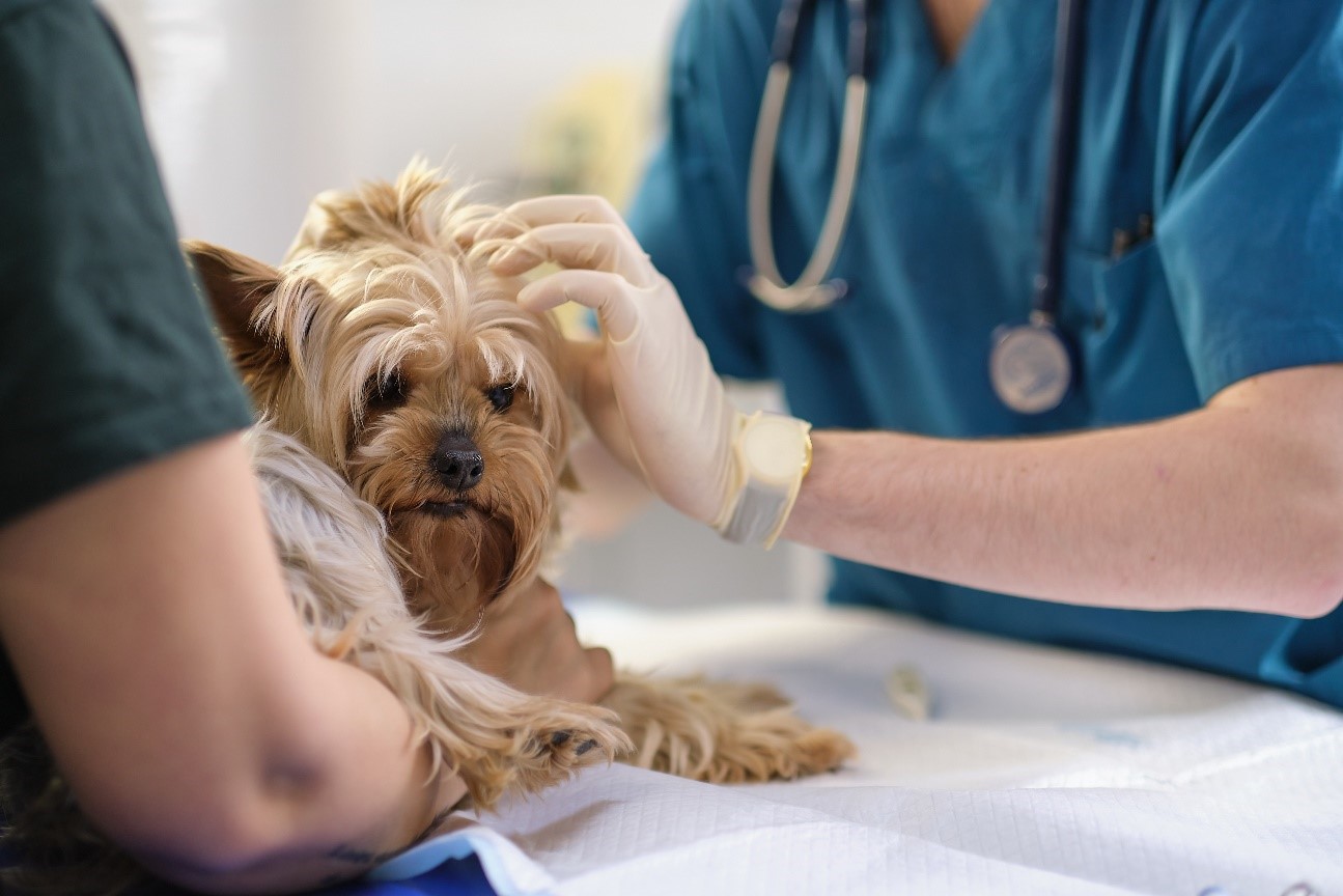 Como fazer um check-up básico em seu cachorro em casa: Guia completo