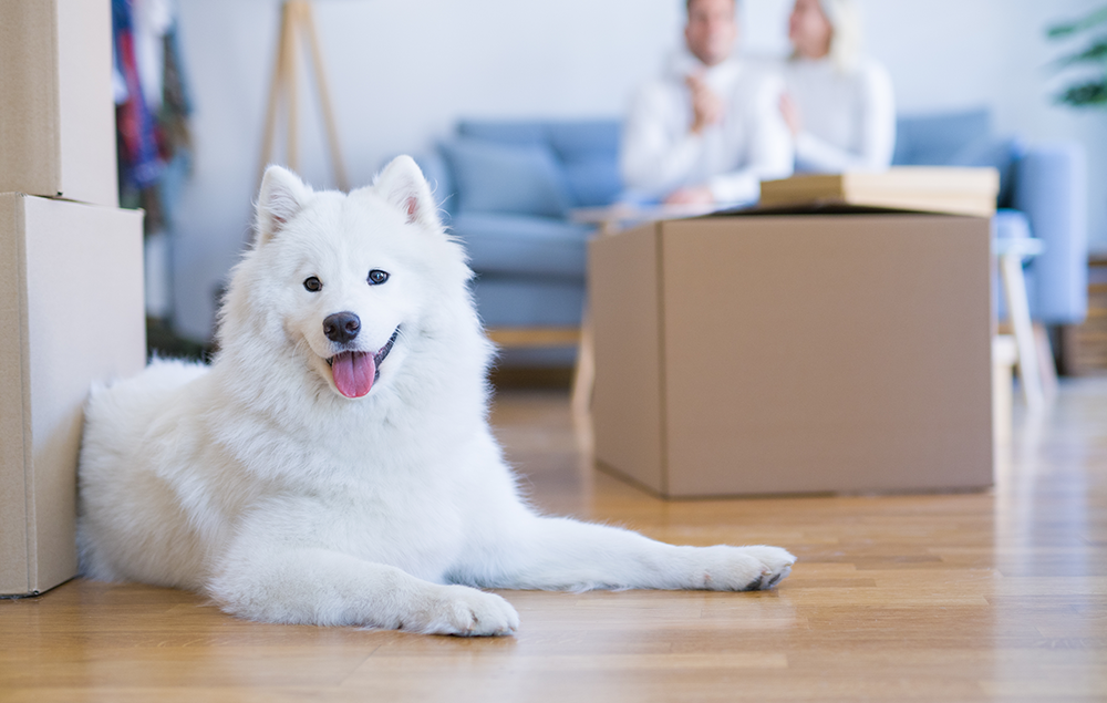 Como ajudar seu cachorro a se adaptar a uma rotina de trabalho em casa