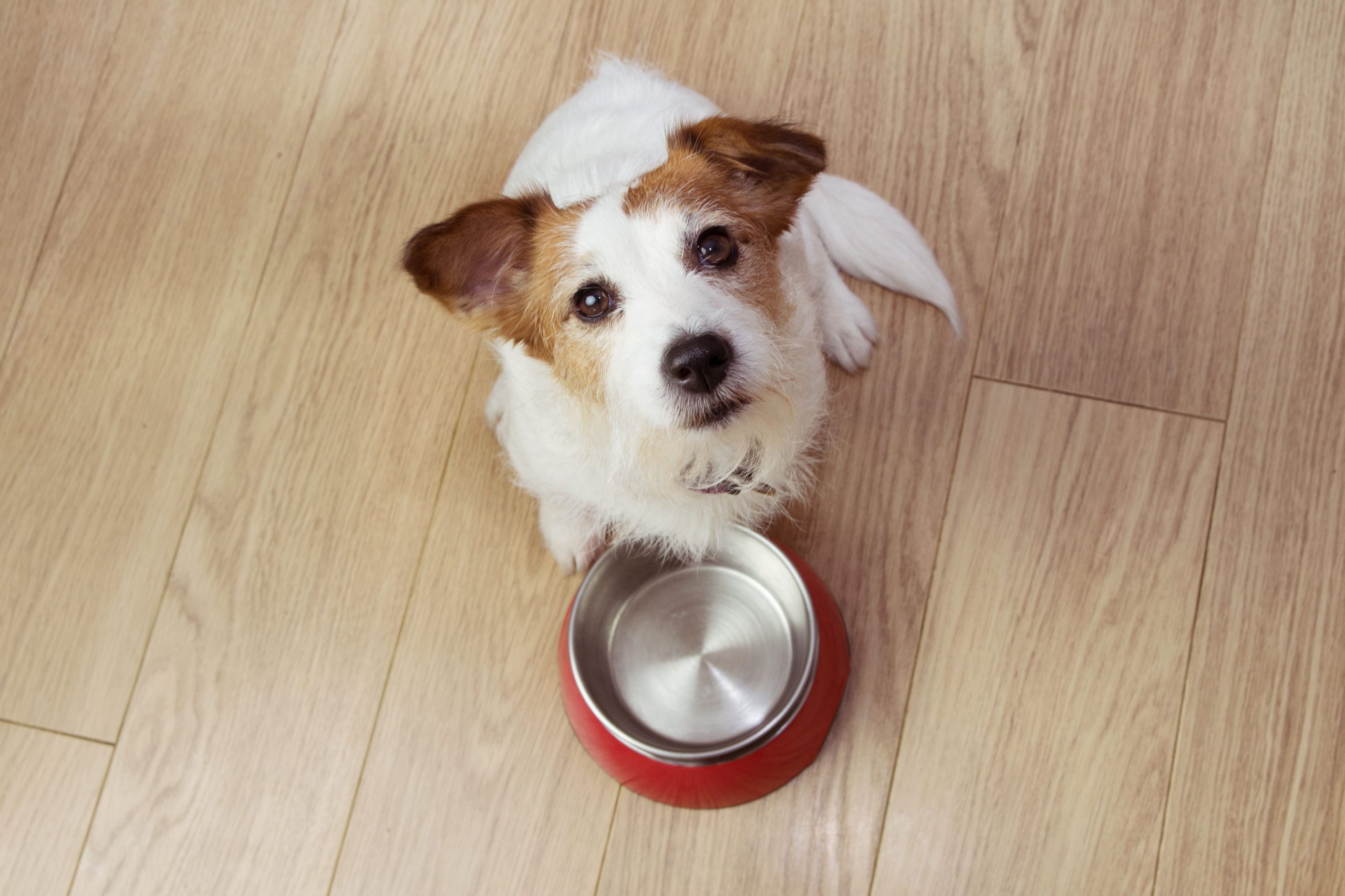 Os perigos de alimentos tóxicos para cachorros: O que você deve evitar