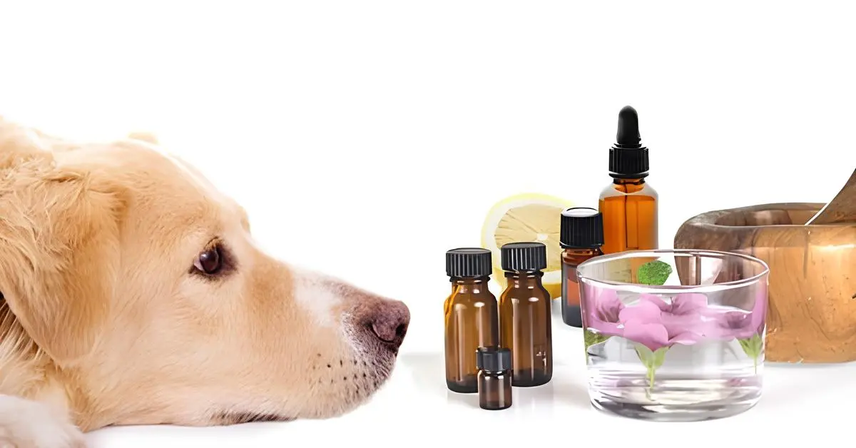 Os Benefícios da Terapia com Aromaterapia para Cachorros: Guia Completo