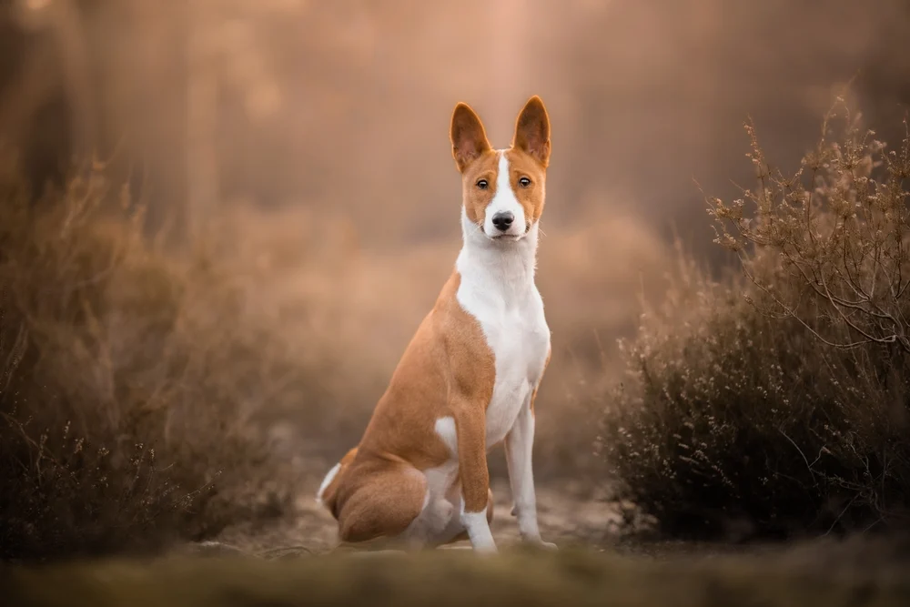 As Melhores Raças de Cachorros Adaptáveis a Climas Quentes