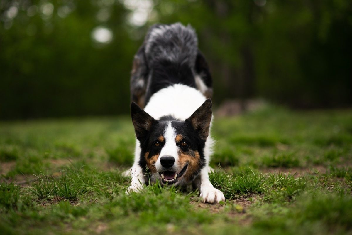 Raças de Cachorros Mais Inteligentes e Fáceis de Treinar: Guia Completo para Donos de Pets