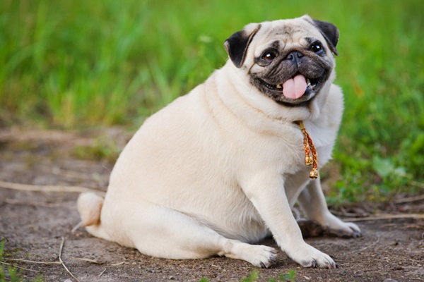 Dicas Essenciais para Prevenir Obesidade em Cachorros