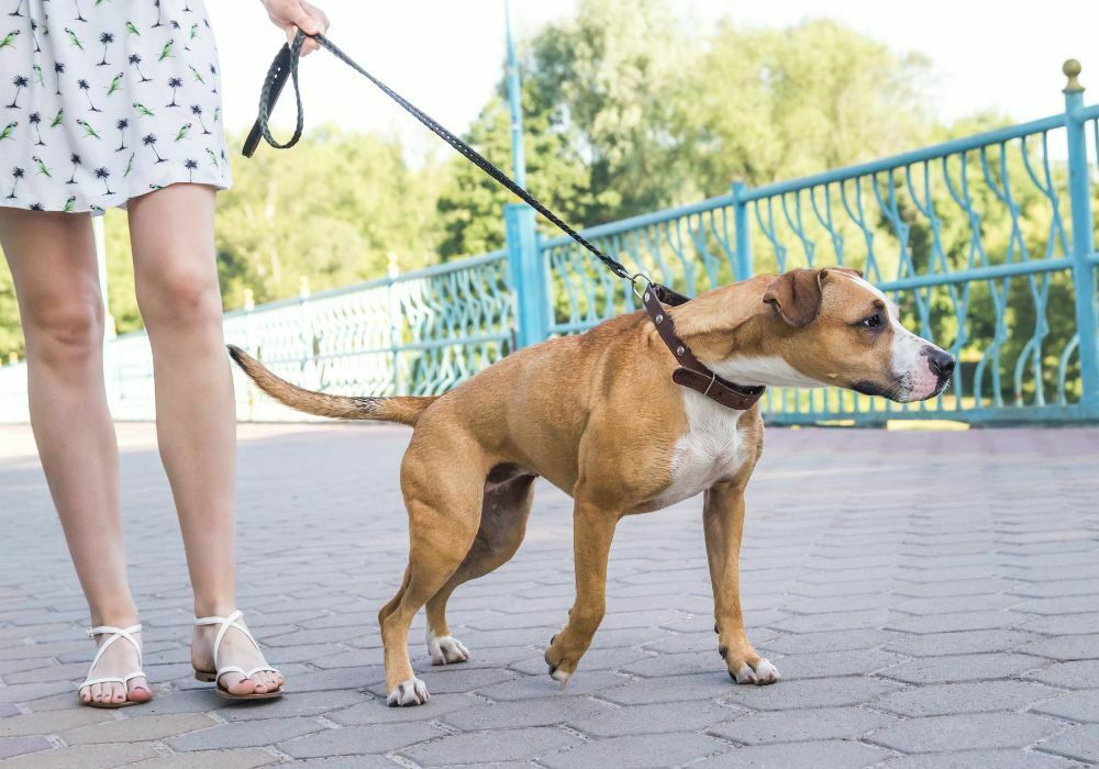 Como ensinar seu cachorro a não puxar a guia durante os passeios: Guia completo