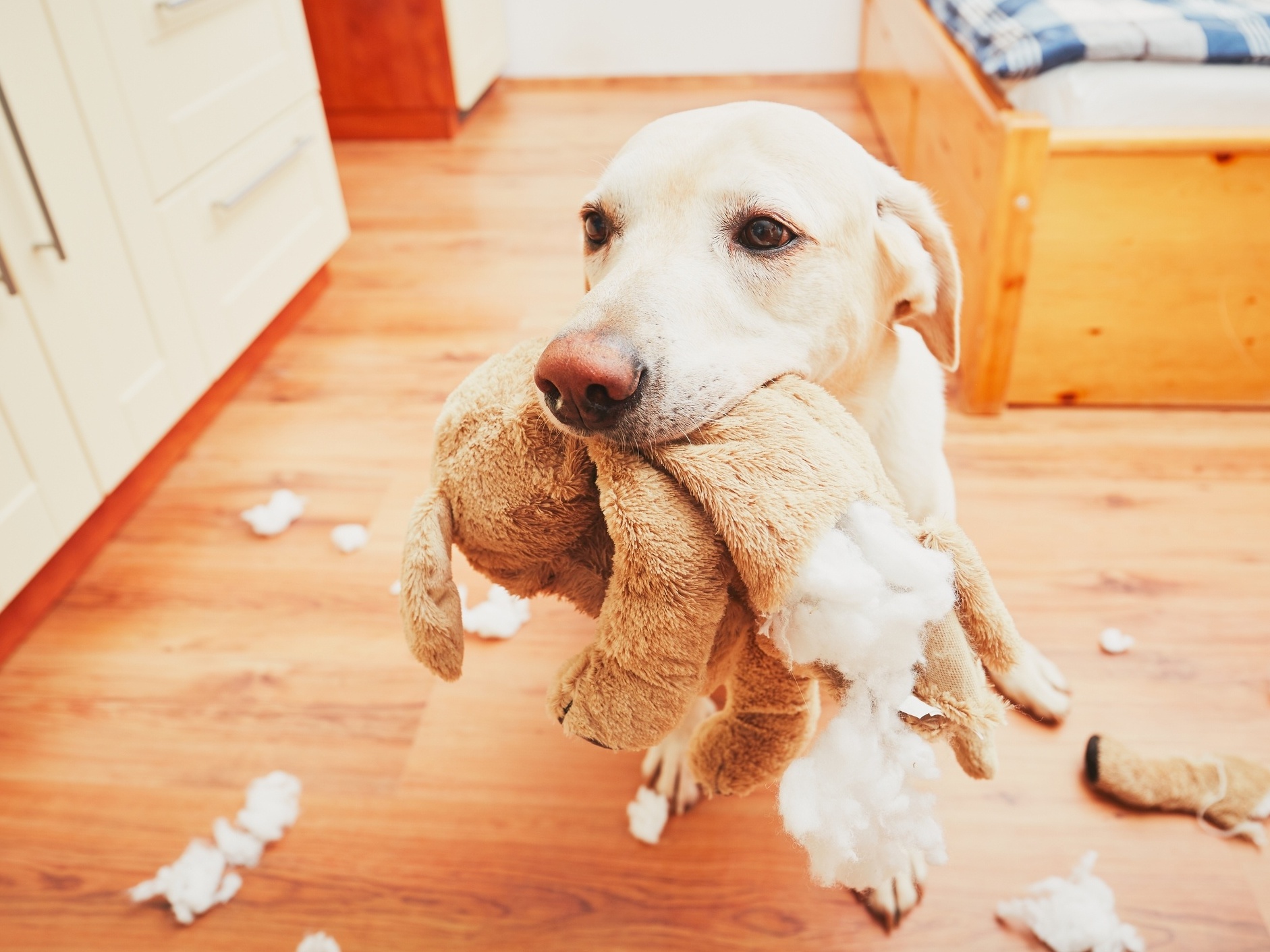 Dicas Essenciais para Fortalecer o Vínculo com o Seu Cachorro