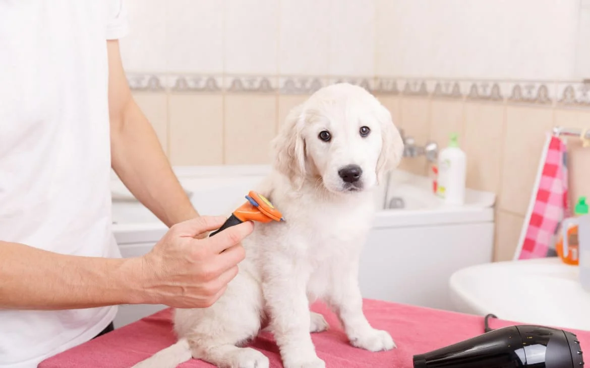 Como Manter a Pelagem do Seu Cachorro Saudável e Brilhante: Dicas e Cuidados