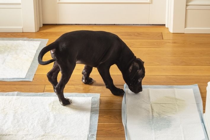 Como treinar seu cachorro para fazer necessidades no lugar certo de maneira eficaz