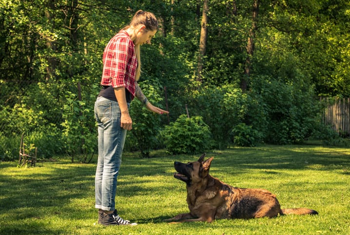 Os Melhores Métodos de Recompensa Durante o Treinamento do Seu Cachorro