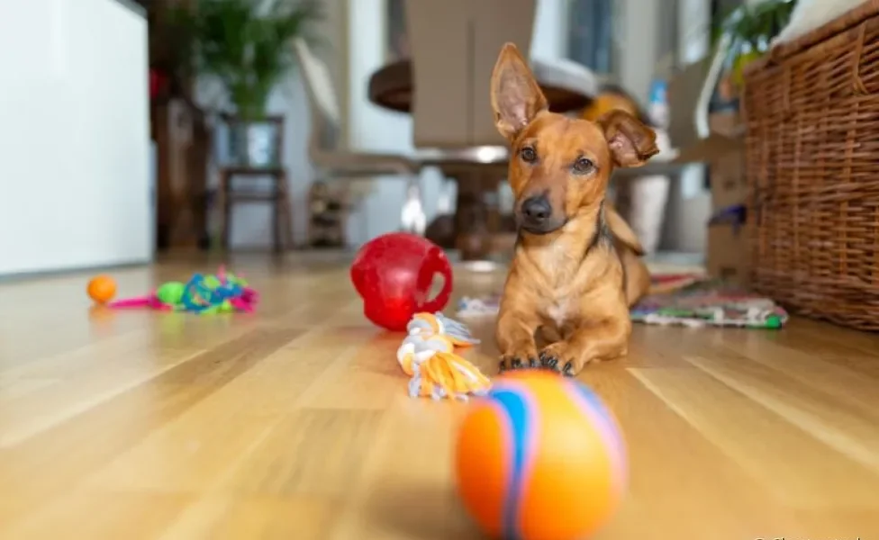 Como escolher o brinquedo certo para o seu cachorro de acordo com a personalidade dele