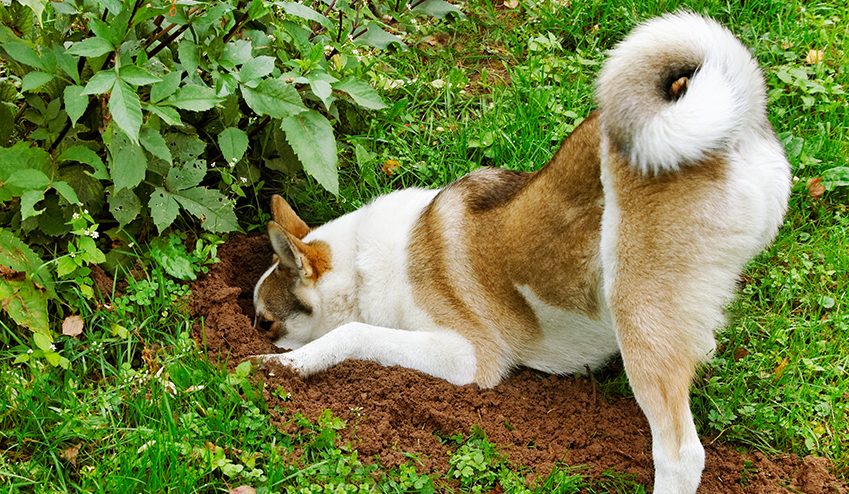 Dicas Eficazes para Evitar que seu Cachorro Destrua o Jardim