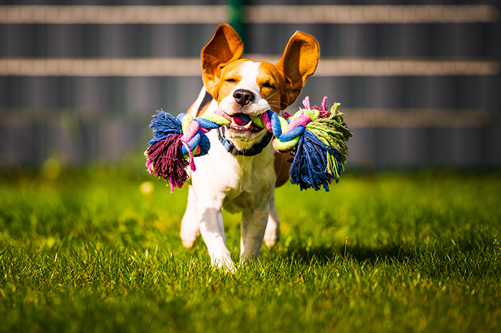 Os Melhores Exercícios Mentais para Melhorar a Inteligência dos Cachorros