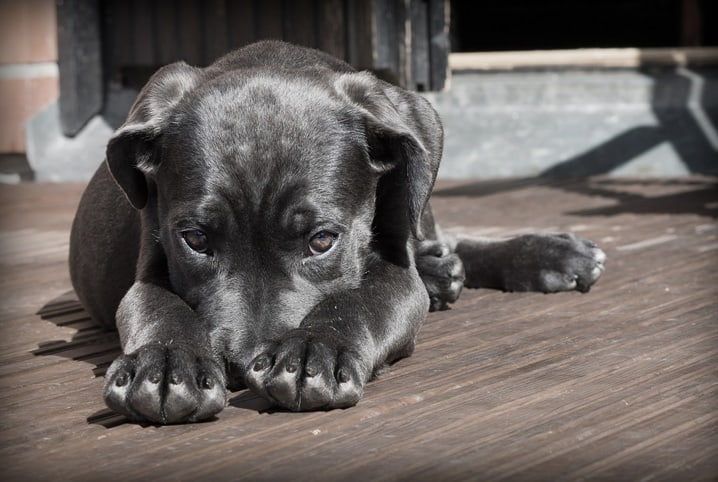 O que fazer se seu cachorro ingerir algo tóxico: Guia completo