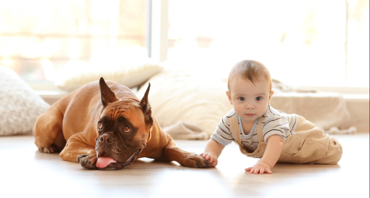 Como preparar seu cachorro para a chegada de um bebê