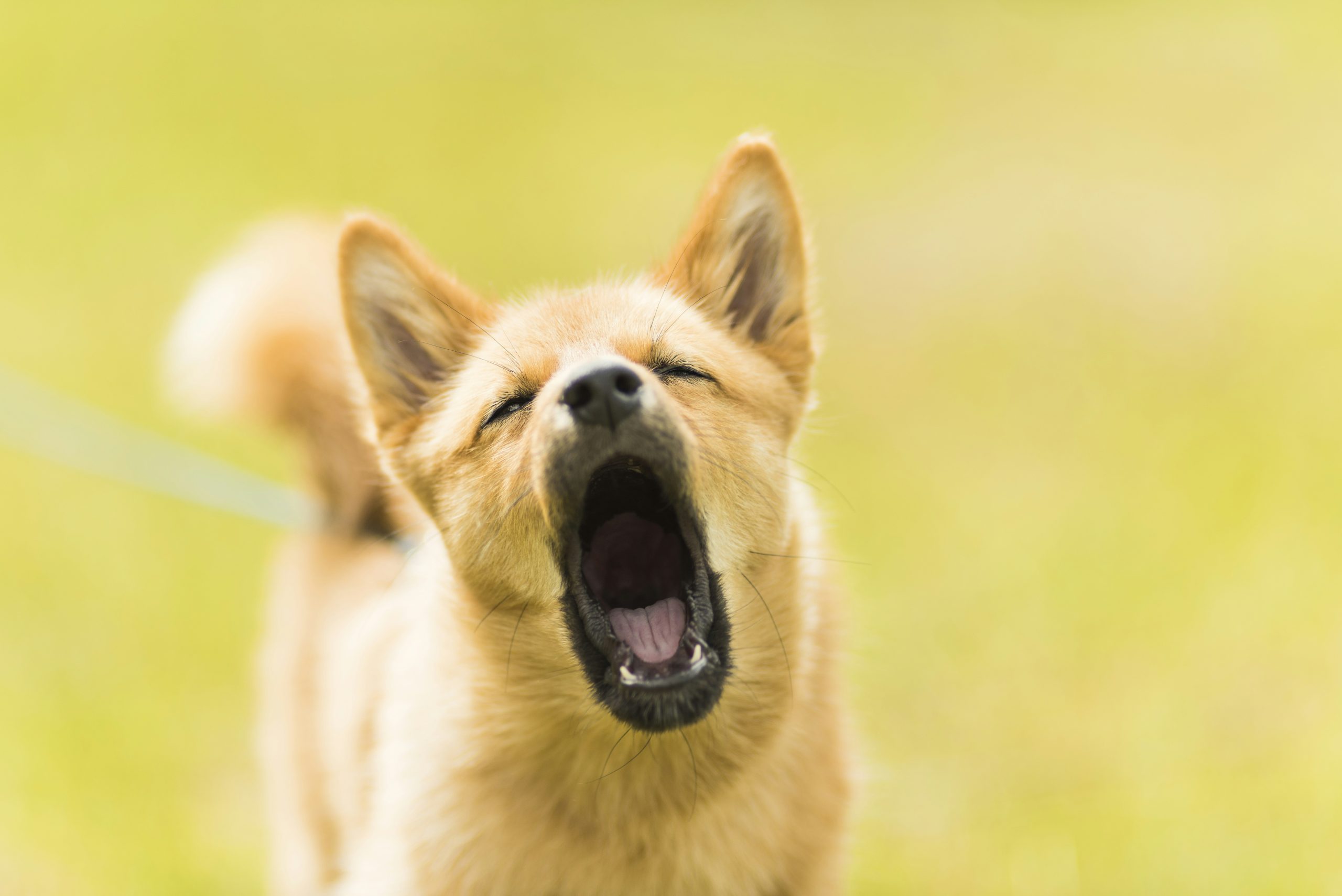 Como lidar com latidos excessivos em cachorros de maneira eficaz