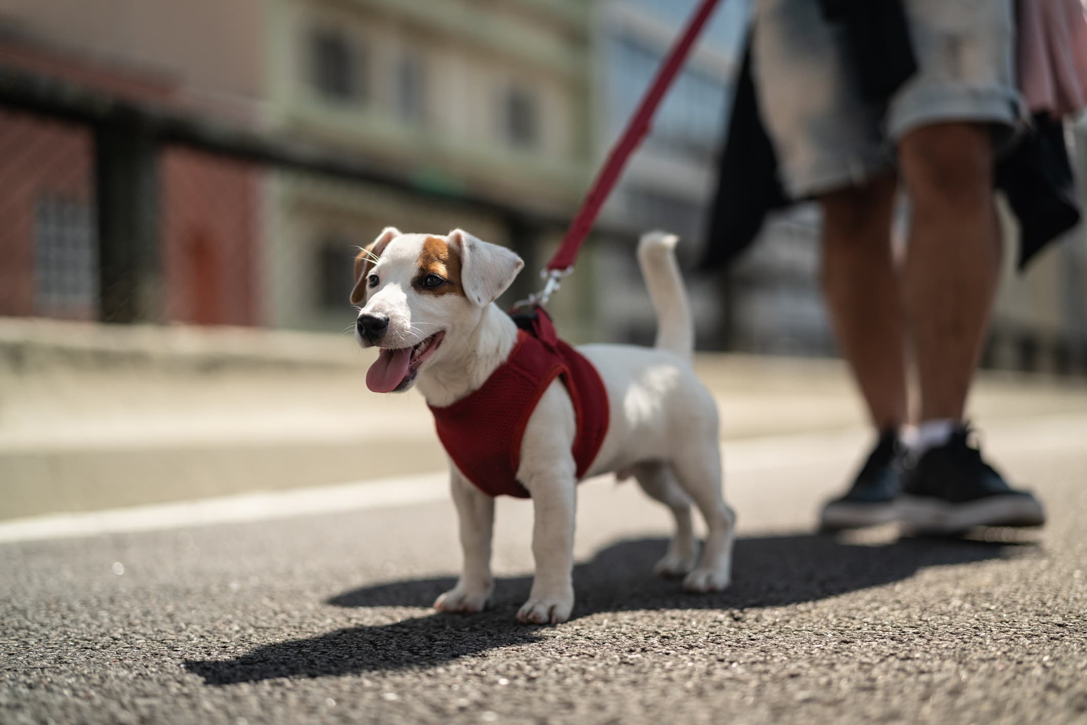 Como Desenvolver uma Rotina de Exercícios Ideais para Seu Cachorro