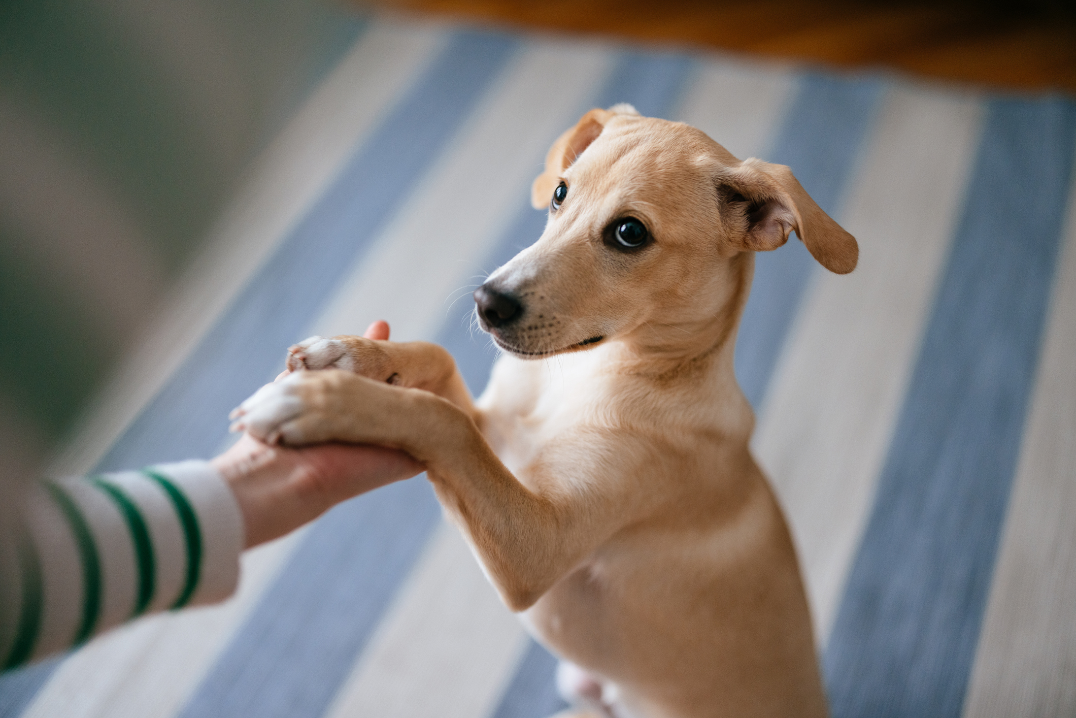 Como ensinar truques divertidos para seu cachorro em casa